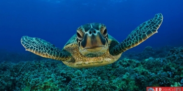 caretta-carettalar