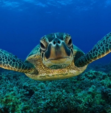caretta-carettalar