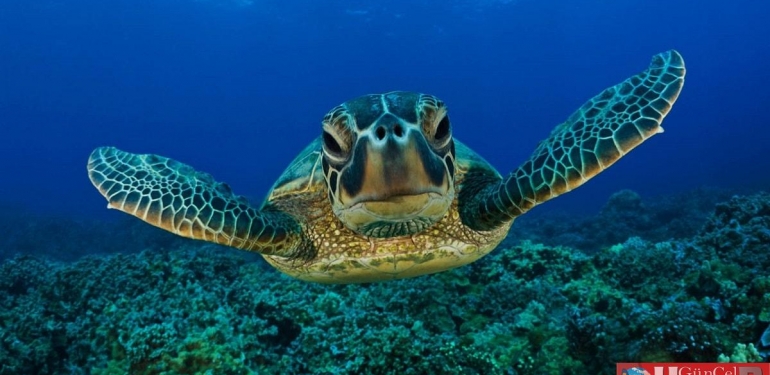 caretta-carettalar