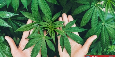 kenevir-yetistiriciligi