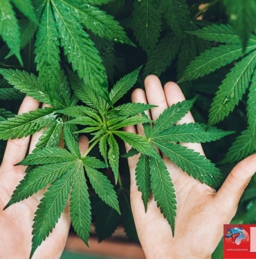 kenevir-yetistiriciligi