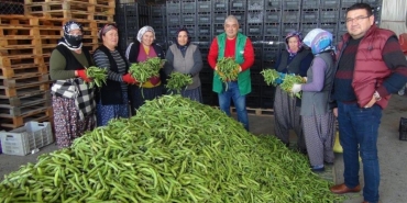 silifke-irak-bakla-ihracat