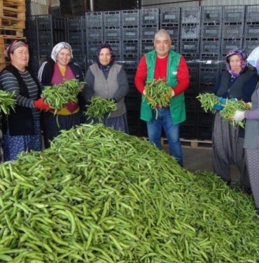 silifke-irak-bakla-ihracat