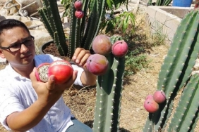 mersin_peru_elması_guney_amerika