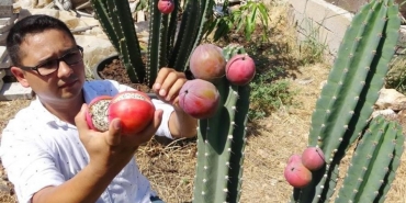 mersin_peru_elması_guney_amerika