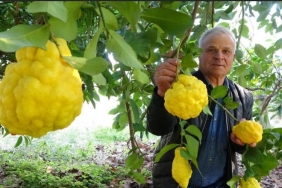 bergamot