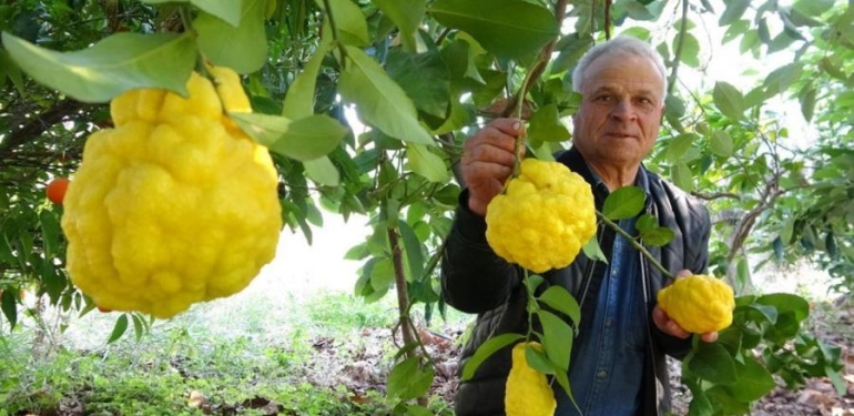 bergamot