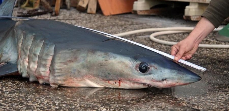 Mersin’de kısa yüzgeçli köpek balığı kıyıya vurdu