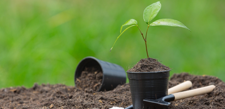 Soğuk Havaya İnat, Tokatlılar Çamlıbel’de Fidan Dikimine Akın Etti