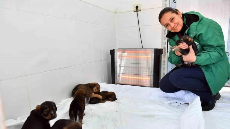 Mersin’de patili dostlar güvende