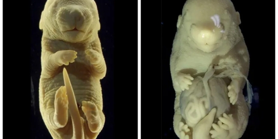 Portekiz’de Yanlışlıkla Üretilen Altı Bacaklı Fare: DNA Değişikliklerinin Etkisi Araştırılıyor