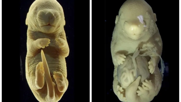 Portekiz’de Yanlışlıkla Üretilen Altı Bacaklı Fare: DNA Değişikliklerinin Etkisi Araştırılıyor