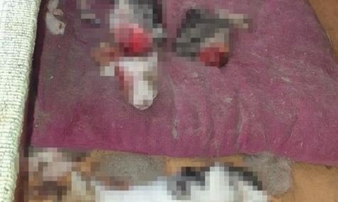 Ankara’da Kan Donduran Olay: Kafaları ve Patileri Kesilmiş 6 Yavru Kedi Cesedi Bulundu