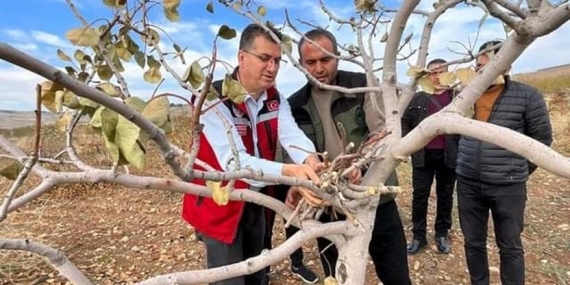 Şanlıurfa’da Fıstık Üretiminde İlaçlama Çağrısı: Kaliteli Verim İçin Tarım Mücadelesi