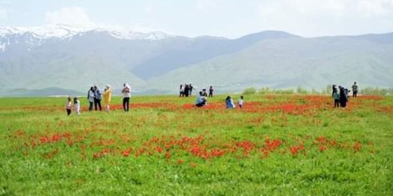 Muş Lalesi ile Başlayan güzelliği: Koparanlara Yüksek Para Cezaları Verilecek