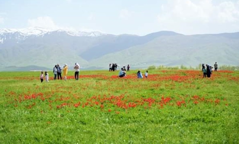 Muş Lalesi ile Başlayan güzelliği: Koparanlara Yüksek Para Cezaları Verilecek