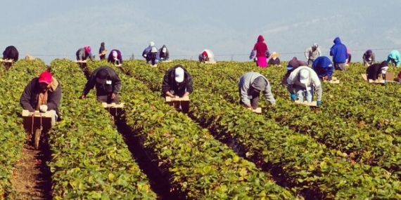 Tarım İşçileri için Yeni Düzenleme: İşte Detaylar