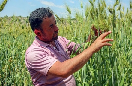 Ata Buğdayının Boyu 2 Metreyi Aştı: Çiftçi Beklenenin Üzerinde Verim Elde Etti