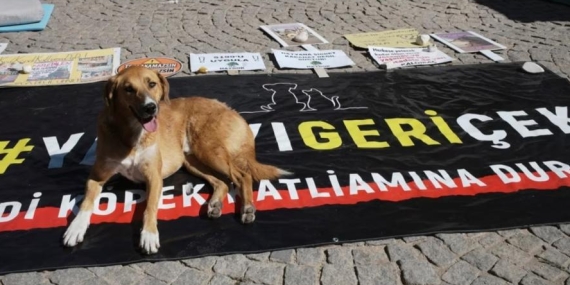 Meclis sokak hayvanları yasasını onayladı