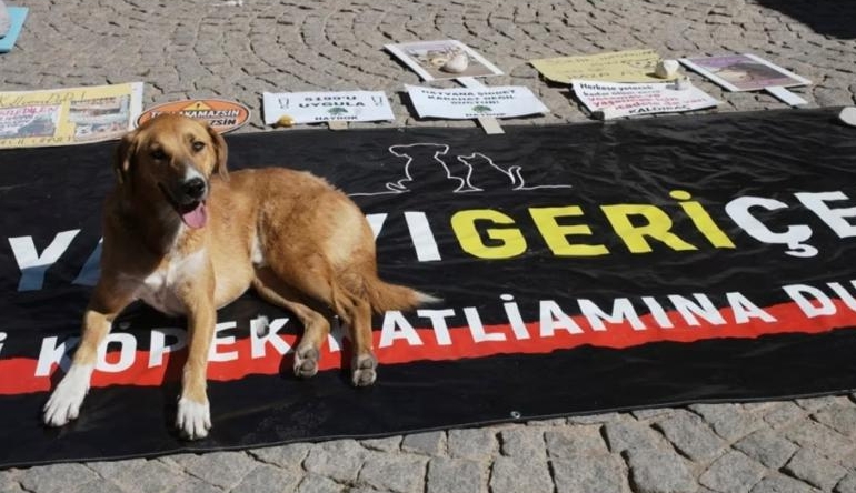 Meclis sokak hayvanları yasasını onayladı