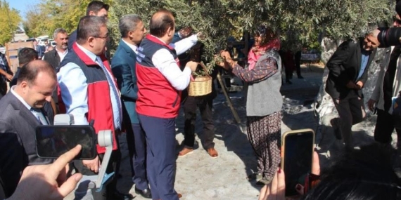 Mut’ta Zeytin Hasadı Başladı, 1.300 Yıllık Ağaçtan Zeytin Alındı!