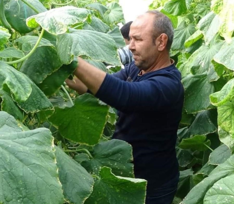 Mersin’de Salatalık Fiyatları Rekor Kırdı, Üreticiler Güz Döneminde Kazanç Sağladı