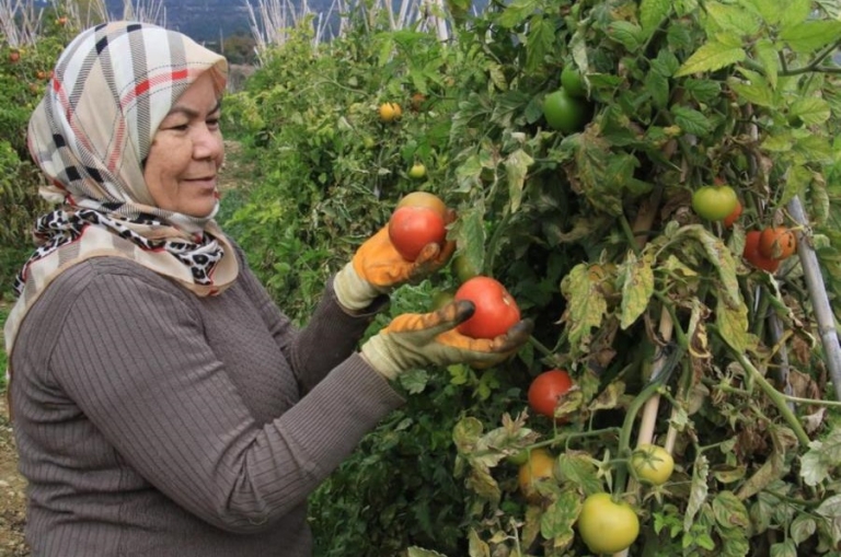 Mersin’de Kışın Domates Hasadı Devam Ediyor, Üretici Kazanıyor!