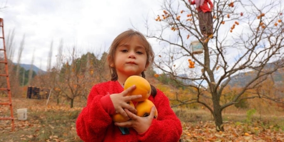 Hurma Fiyatları Cep Yakıyor: Kahramanmaraş’tan Sofralara Uzanan Lezzet