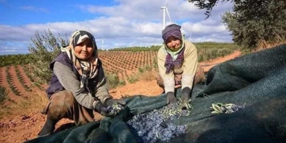 Balıkesir’de Zeytin Fidanı Hasadı Başladı…