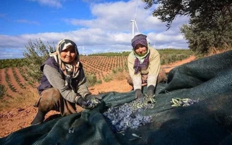 Balıkesir’de Zeytin Fidanı Hasadı Başladı…