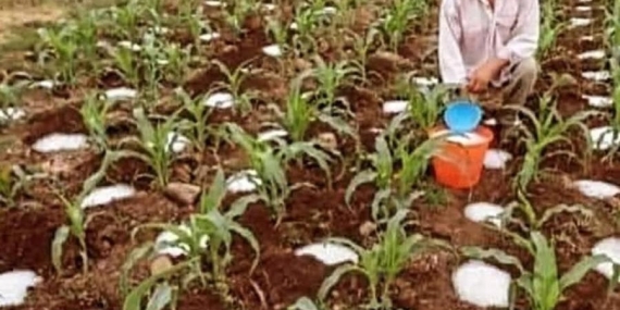 Kurak Çöllerde Tarımı Hayata Döndüren Toz Su Teknolojisi