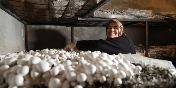 Emekli Kadın, Evinde Mantar Üretiminde Büyük Başarı Elde Etti