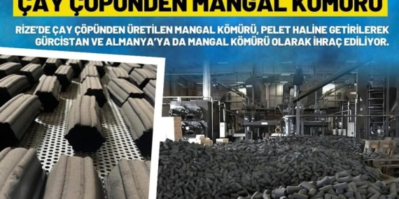 Çay Çöpü Mangal Kömürüne Dönüşüyor: Rize’den Almanya ve Gürcistan’a İhracat
