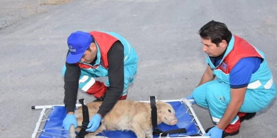 Türkiye’nin İlk Küçük Dostlar Ambulansı 8 Bin 753 Can Kurtardı