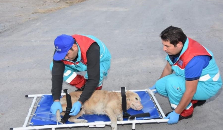 Türkiye’nin İlk Küçük Dostlar Ambulansı 8 Bin 753 Can Kurtardı