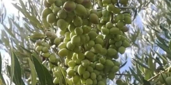 Karatavuklar Zeytin Ağaçlarını Nasıl Yeniden Canlandırıyor?