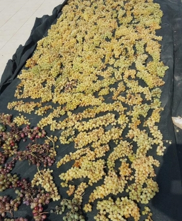 17359316251493727169