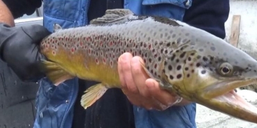 17374058001424014253