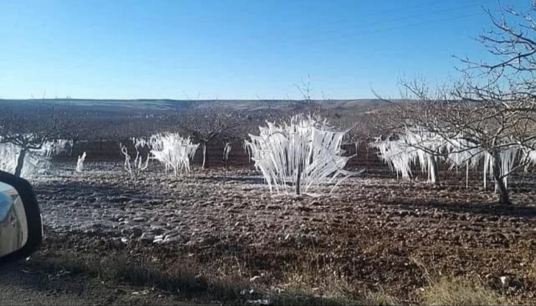 Şanlıurfa’da Beklenmedik Manzara: Fıstık Tarlaları Buz Tuttu!