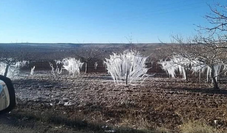 Şanlıurfa’da Beklenmedik Manzara: Fıstık Tarlaları Buz Tuttu!