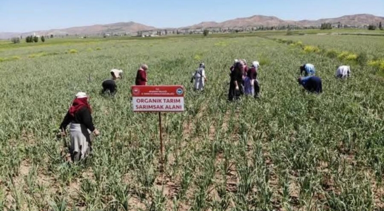 Aksaray Sarımsağına İspanya’dan Dev Yatırım: Üretim 5 Kat Artacak
