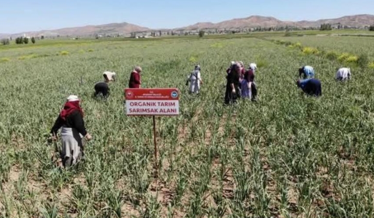 Aksaray Sarımsağına İspanya’dan Dev Yatırım: Üretim 5 Kat Artacak