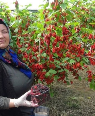 17418928952027605840