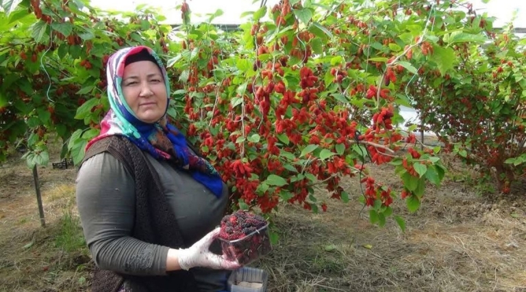 Silifke, Karadut Üretiminde Türkiye’nin Lideri Oldu!