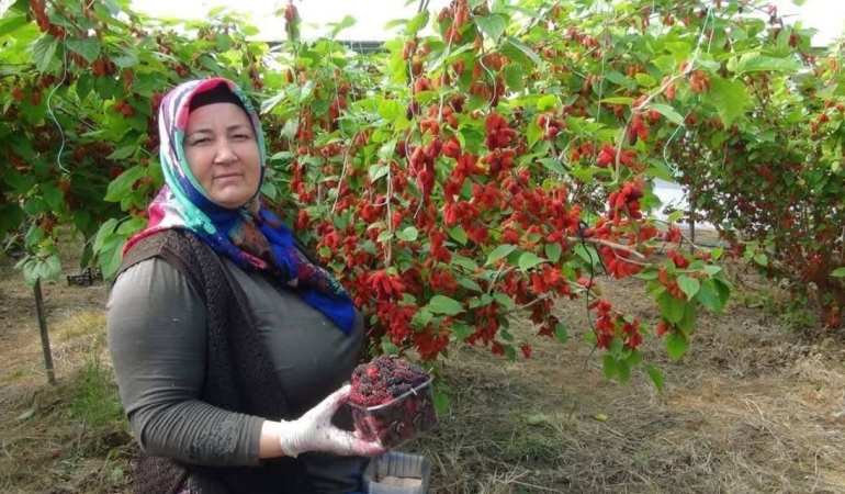 Silifke, Karadut Üretiminde Türkiye’nin Lideri Oldu!