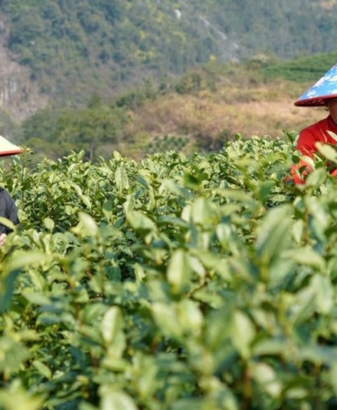 17426533431228004441