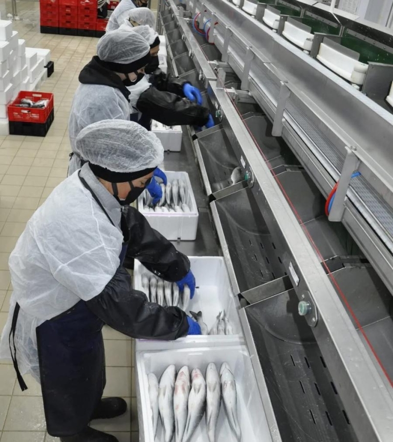 Çamlı Yem Besicilik, Bornova’daki Yeni Tesisi ile 55 Milyon Balık İşleyecek