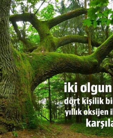 17434665692059060158