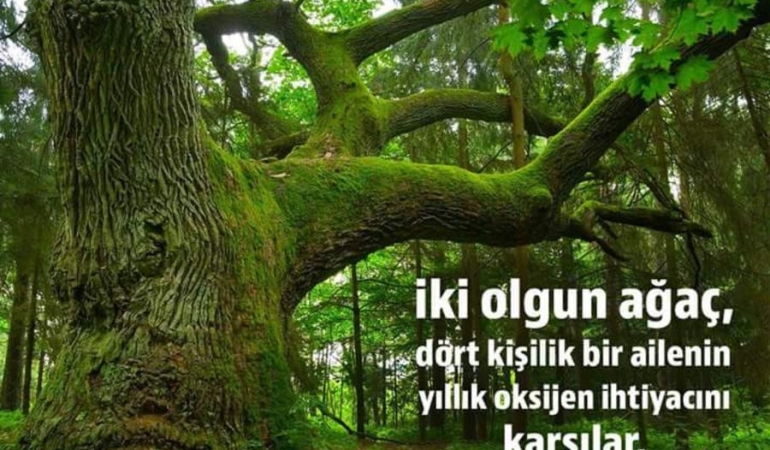 17434665692059060158