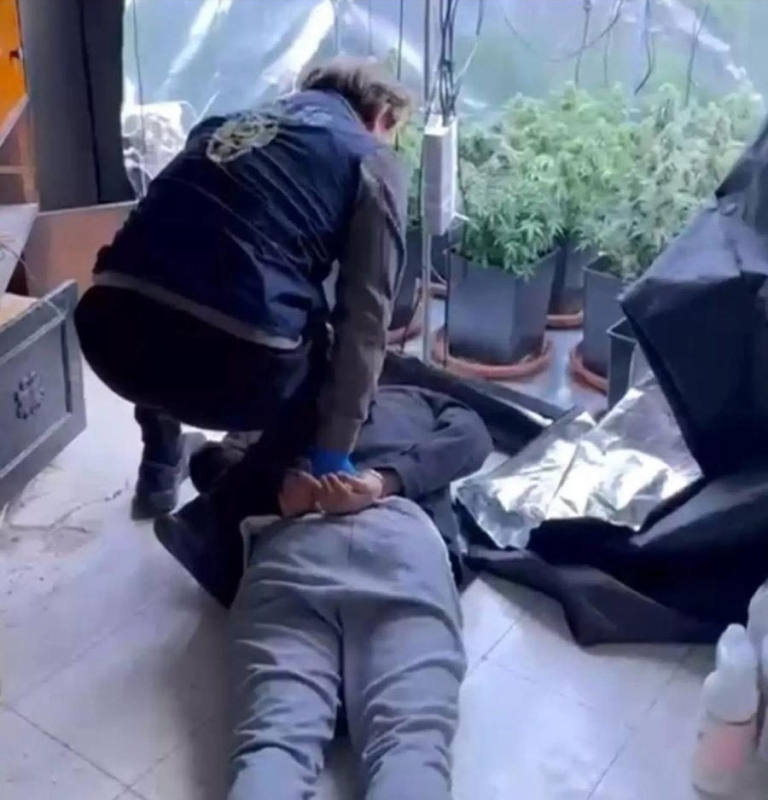 Adana’da Uyuşturucu Serası Operasyonu: Evde 74 Kök Hint Keneviri Bulundu